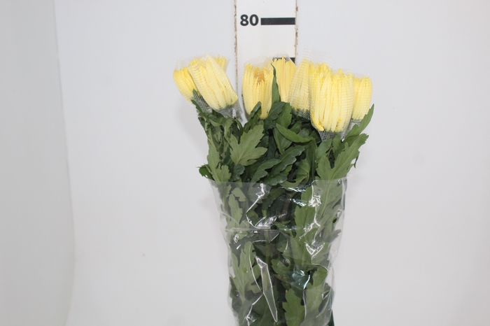 <h4>ANASTASIA SUNNY 080 CM AMARELO</h4>