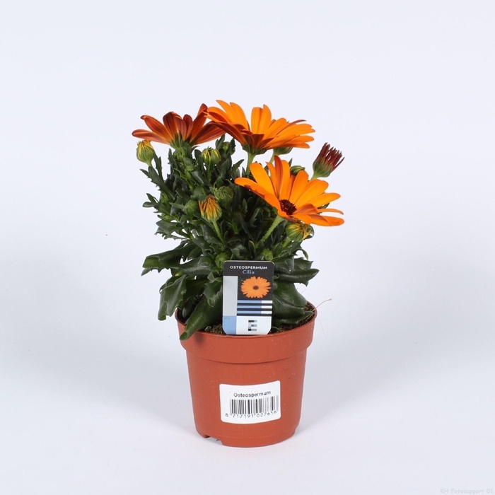 <h4>Osteospermum Sunny Classic Cilia</h4>