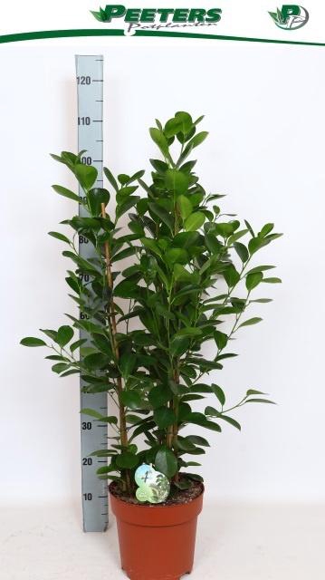 <h4>FIC MI MOCLAME</h4>