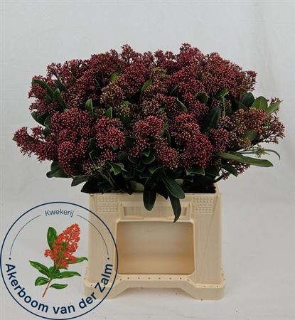 <h4>Skim J Rubella Per Bos 10+</h4>