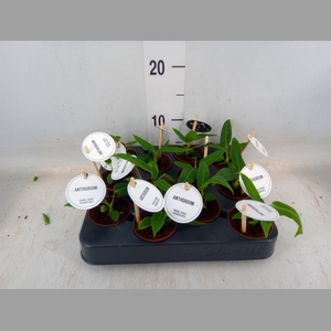Anthurium   ...
