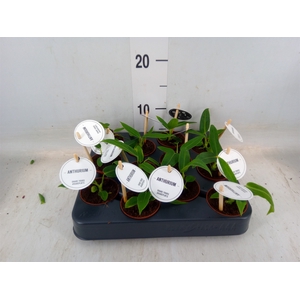 Anthurium   ...
