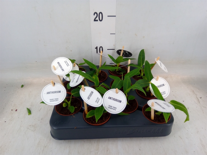<h4>Anthurium   ...</h4>