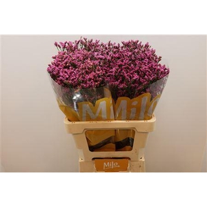 Lim Sin Tiffany Diamond