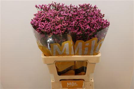 <h4>Lim Sin Tiffany Diamond</h4>