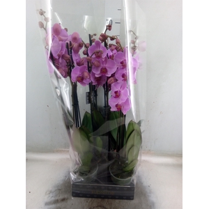 Phalaenopsis  'Ant Orlando'