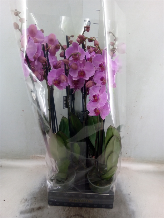 <h4>Phalaenopsis  'Ant Orlando'</h4>