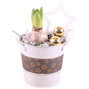 Opm Christmas Arr. Hyacint Zinc Pot Round Star Des