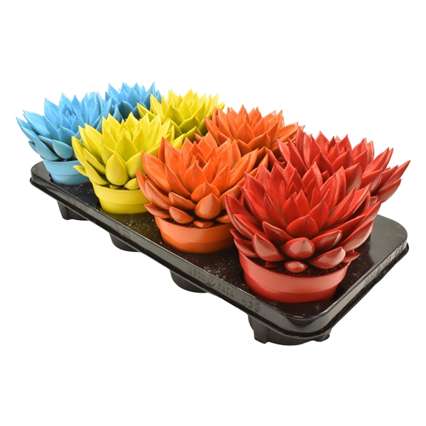 <h4>Echeveria coloured mix</h4>