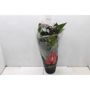 ANTHURIUM VARIADO P17 PREMIUM