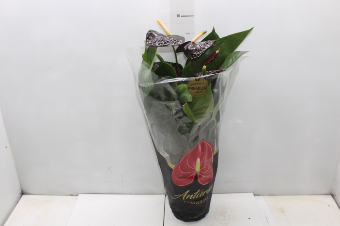 <h4>ANTHURIUM VARIADO P17 PREMIUM</h4>