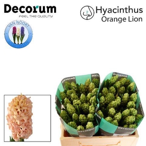 Hyac Orange Lion 2x25