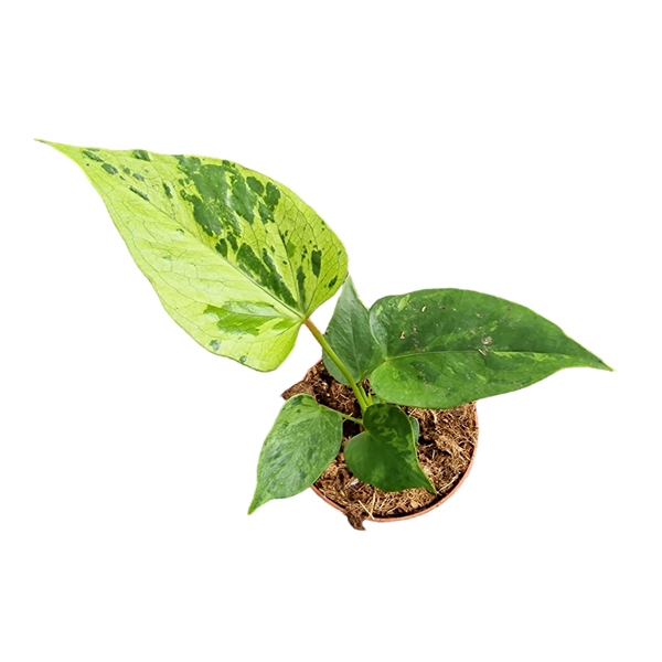 <h4>Anthurium Caipirinha</h4>
