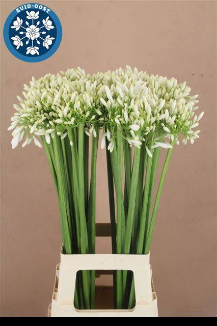 <h4>AGAP PRAECOX MEONI WIT</h4>