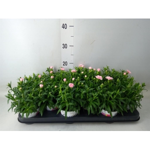 Dianthus  'Oscar Pink'