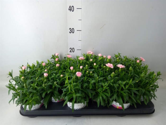 <h4>Dianthus  'Oscar Pink'</h4>