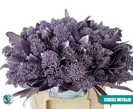 <h4>Skimmia Paint Metallic Milka Stem</h4>