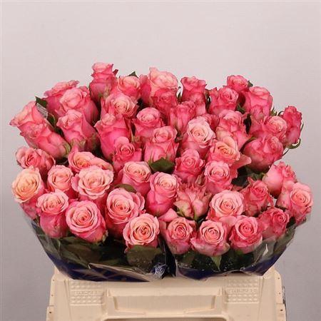 <h4>R Gr Ramonda</h4>