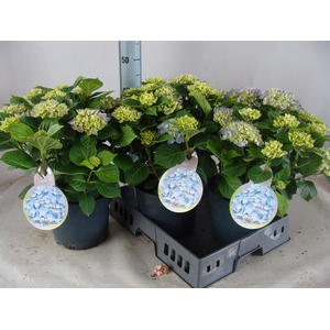 Hydrangea mac.