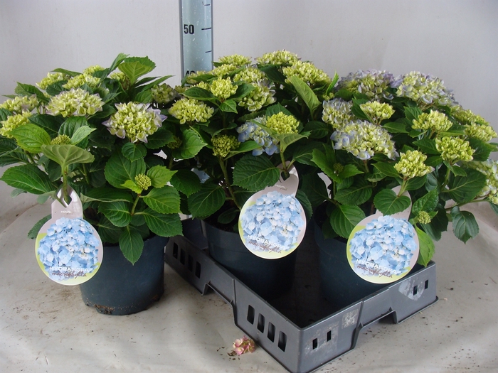 <h4>Hydrangea mac.</h4>