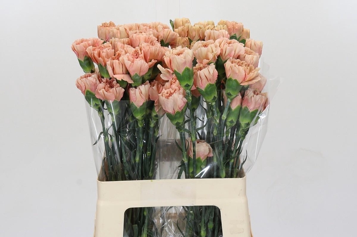 <h4>Dianthus St Honey</h4>