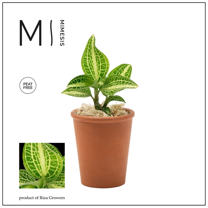 <h4>Mimesis Jewel Orchid KARMA Anoectochilus Sapphire - Terracotta</h4>