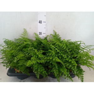 Asplenium  'Parvati'