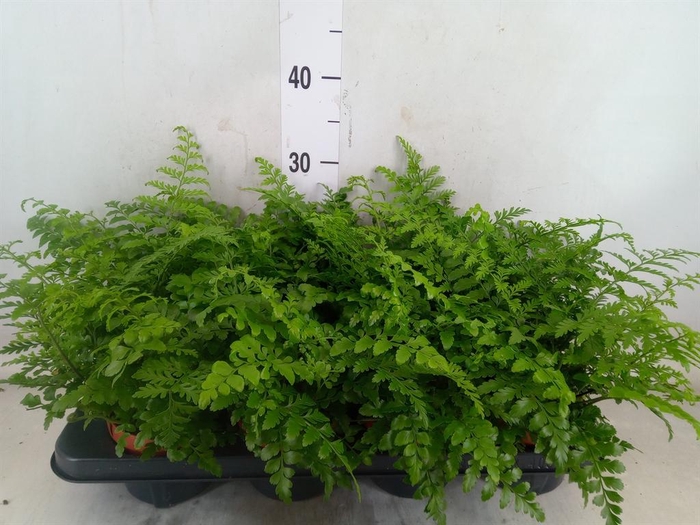 <h4>Asplenium  'Parvati'</h4>