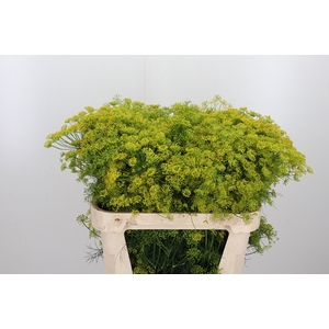 Anethum Graveolens