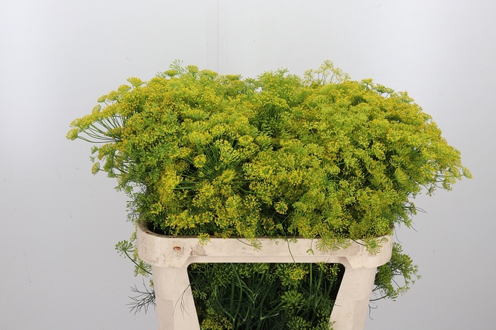 <h4>Anethum Graveolens</h4>
