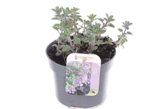 <h4>Nepeta faassenii</h4>