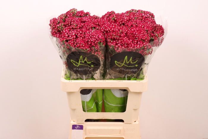 <h4>Achil Neonglow Ember</h4>