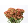 Kaaps Groen Red Brunia Small