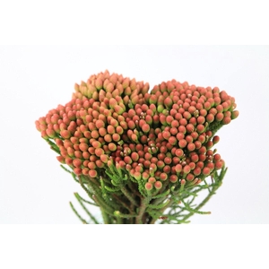 Kaaps Groen Red Brunia Medium