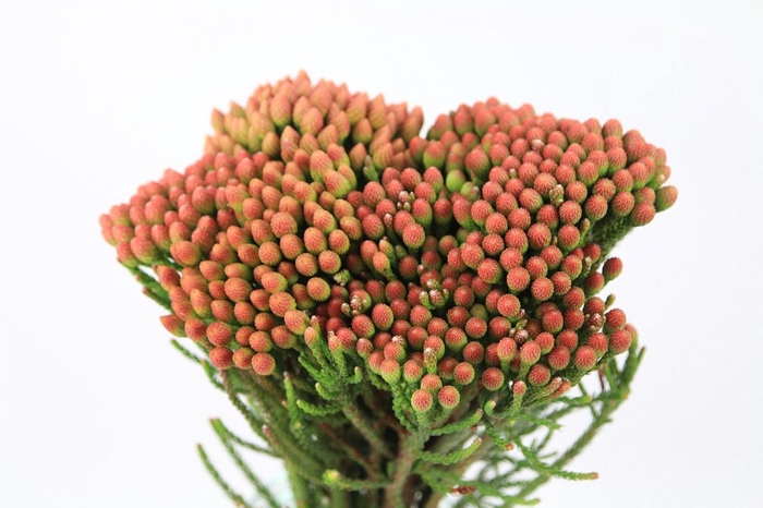 <h4>Kaaps Groen Red Brunia Medium</h4>