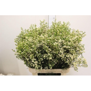 Chame Un Jupite Moon