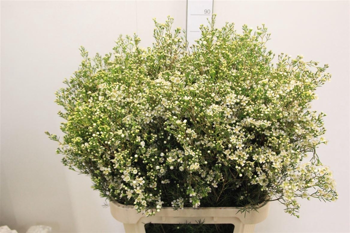 <h4>Chame Un Jupite Moon</h4>