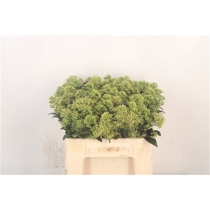 Skimmia J Frank Whit Bs