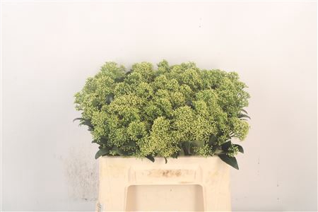 <h4>Skimmia J Frank Whit Bs</h4>