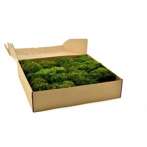 Hair Moss Gepreserveerd Ca. 0.17m2