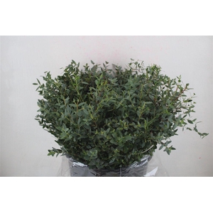 Euca Parvifolia Short 300gr P Bunch