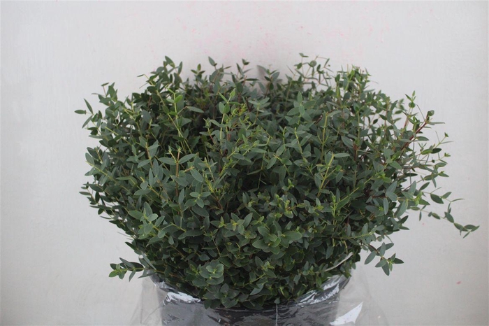 <h4>Euca Parvifolia Short 300gr P Bunch</h4>