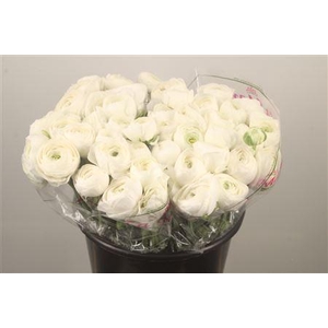 Ran.. Su White Succes Extra