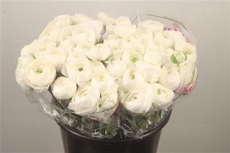 Ran.. Su White Succes Extra