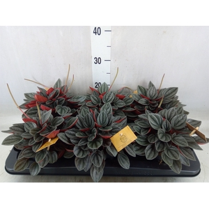 Peperomia caperata 'Santorini'