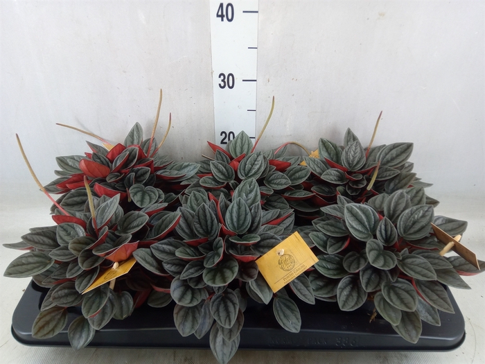 <h4>Peperomia caperata 'Santorini'</h4>