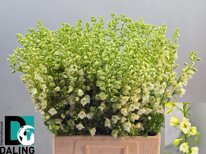 <h4>CONS R Q WHITE</h4>