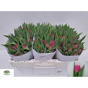 TU DU DOUBLE PRINCES