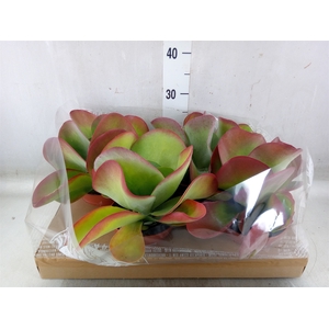 Kalanchoe NF thyrsiflora
