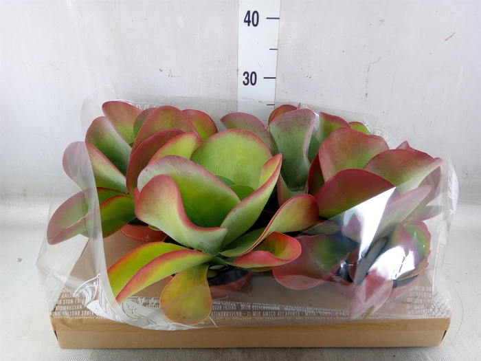 <h4>Kalanchoe NF thyrsiflora</h4>